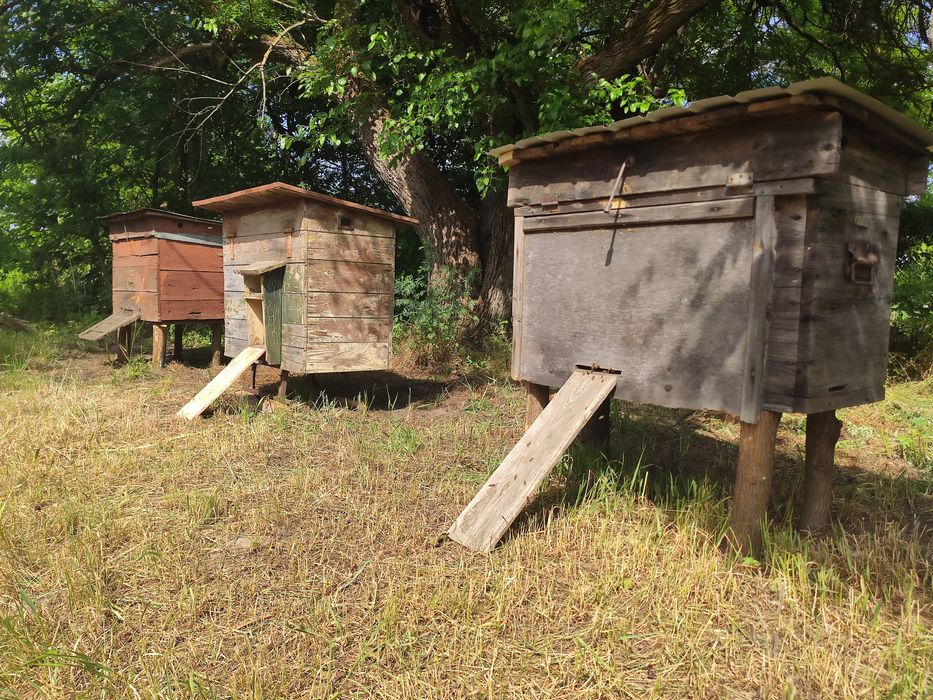 Вулики з бджолами