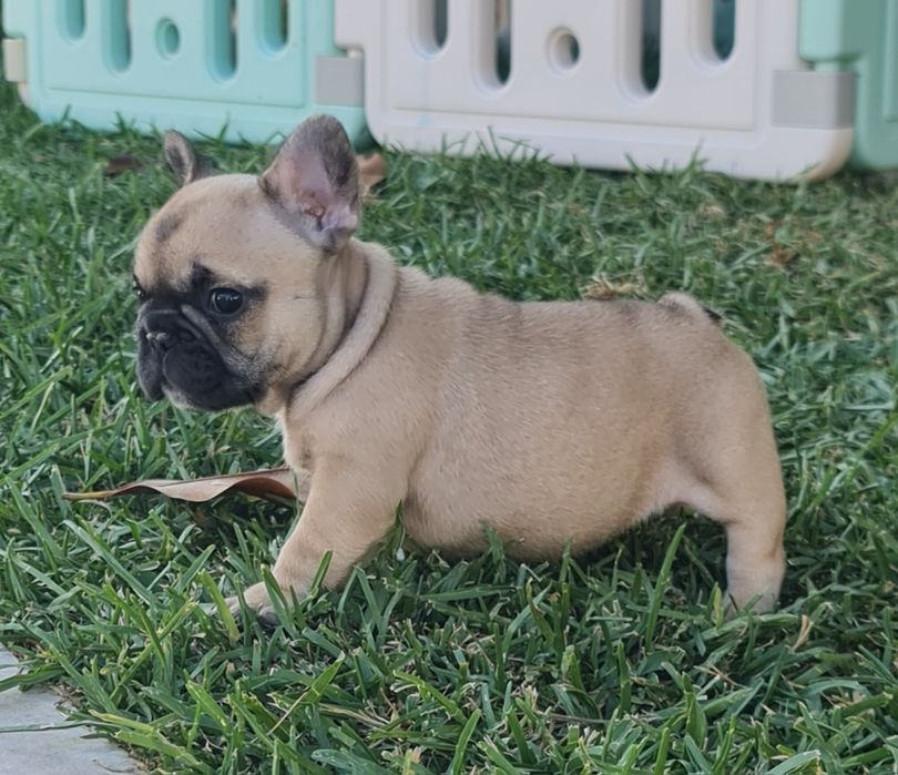 Bulldog Francês macho