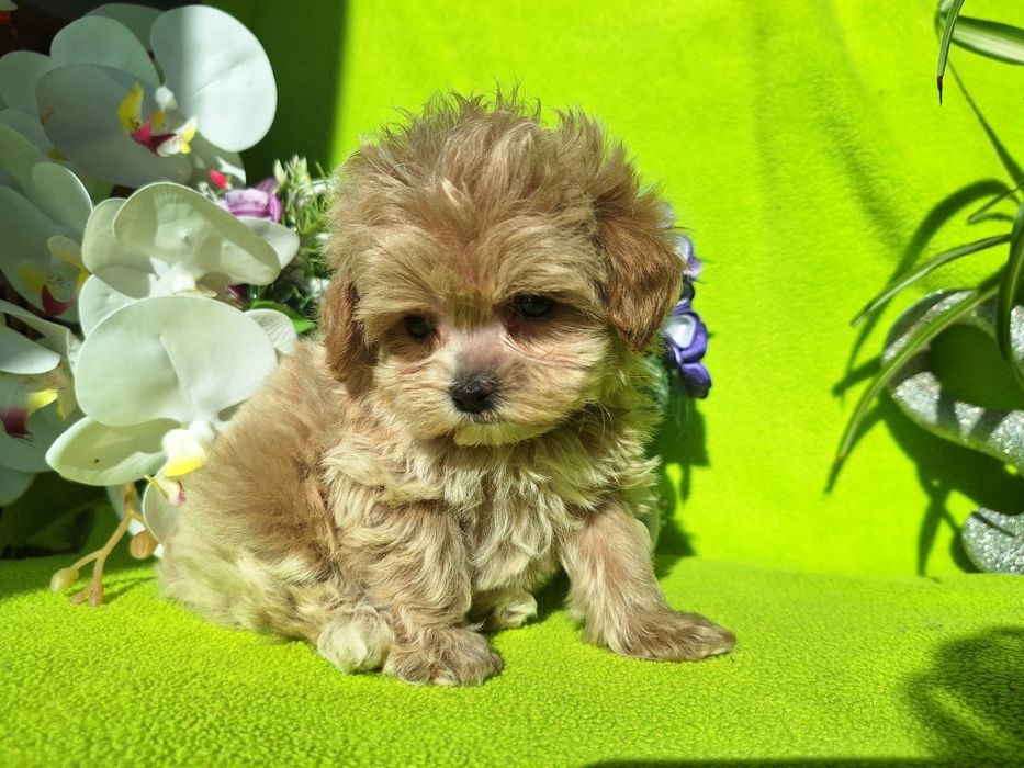 Maltipoo cudowne malutkie z certyfikatem