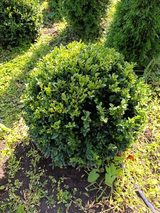 Самшит ШАР 50×50