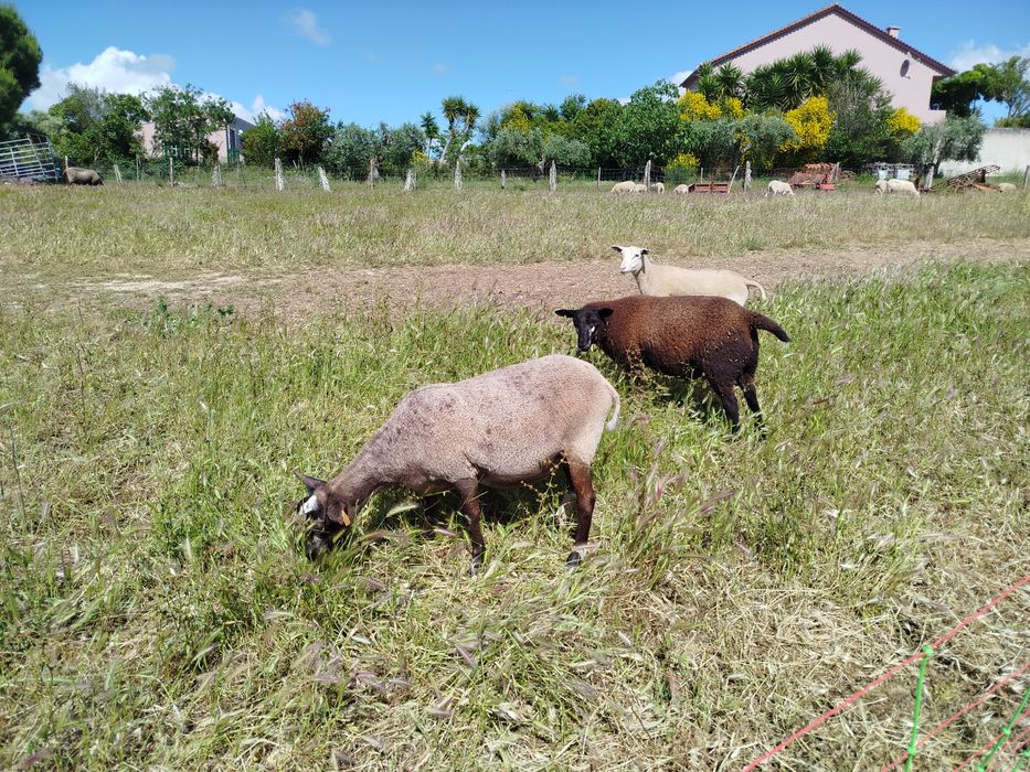 Borrego cruzado Texel/INRA