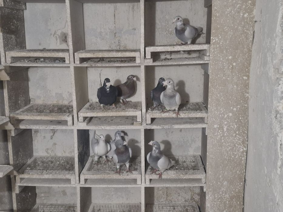 Gołębie staropolskie 9 sztuk