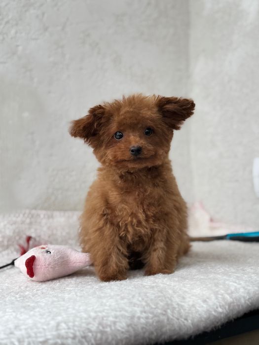 Мальтіпу ред браун в мікро розмірі