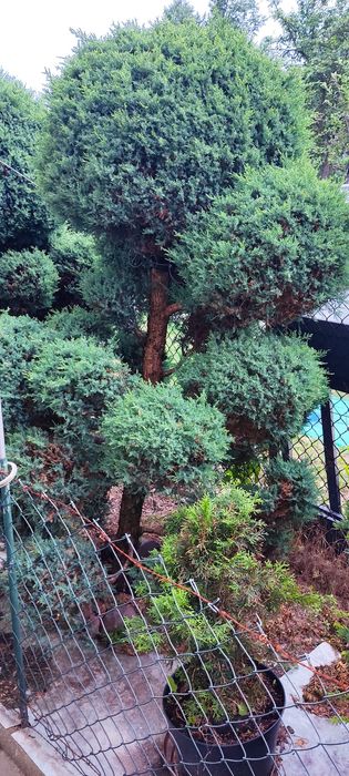 Bonsai ,jałowiec formowany