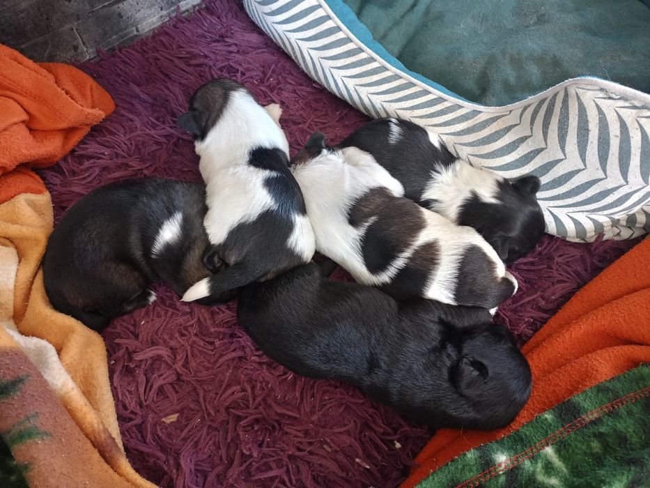 Oddam za darmo Sędziejowice