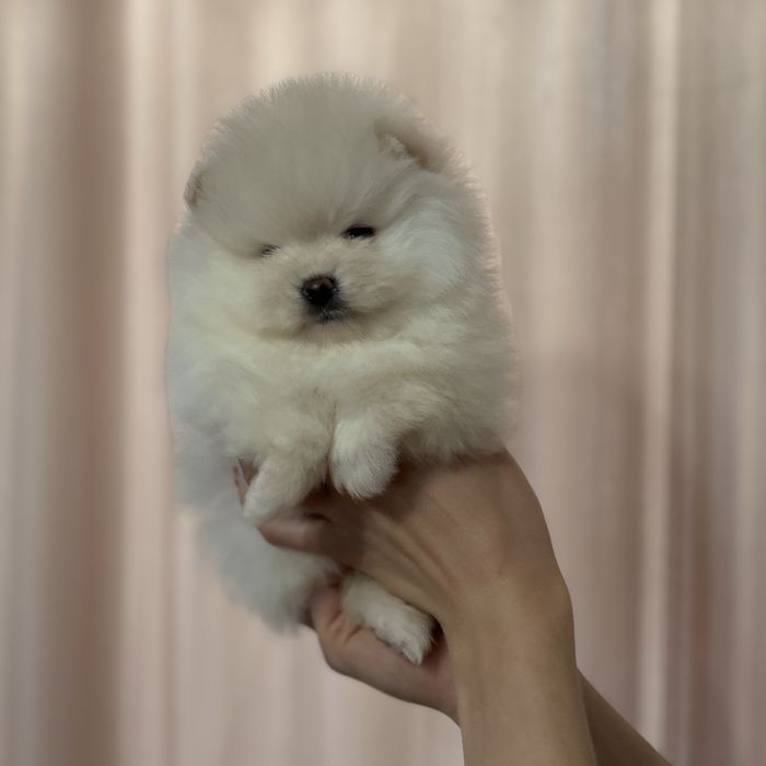 шикарна дівчинка тип ведмедик