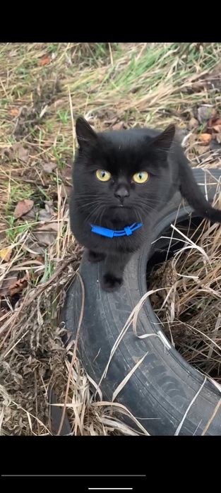 Кошеня Хлопчик 6 міс