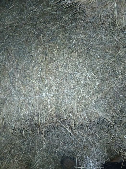 Siano  w kostce duże presaki