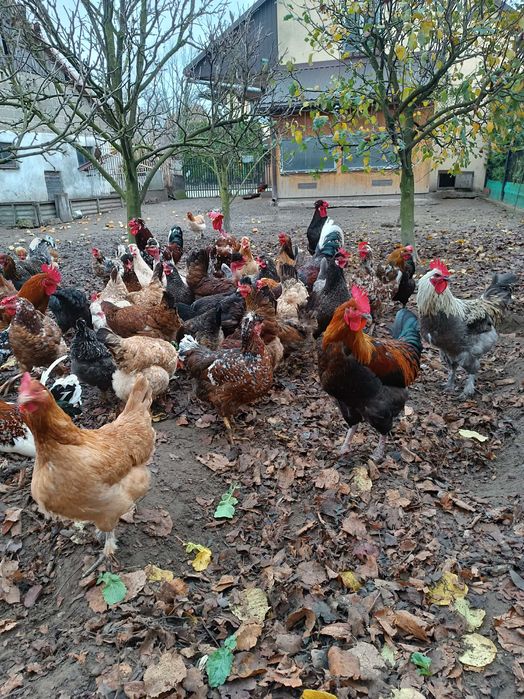 Jaja,jajka lęgowe mix