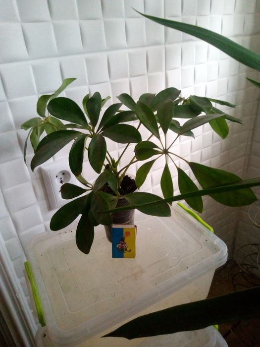 Продам шеффлеру , домашнюю