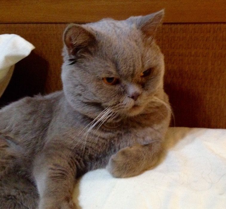 Шотландский прямоухий (скотиш страйт) кот приглашает на вязку