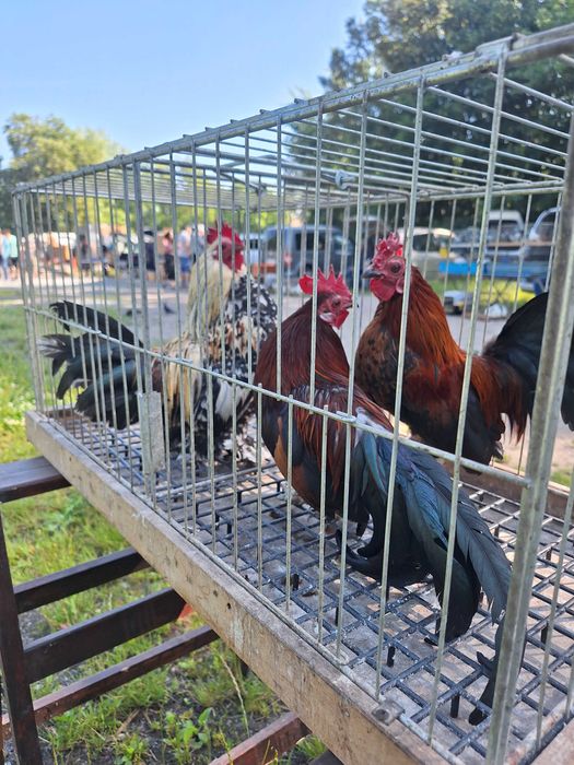 Karzełki łapciate sprzedam