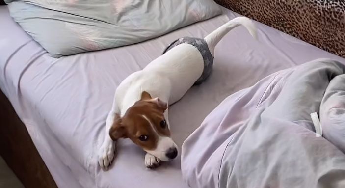 Ищу кобеля для вязки Джек Рассел Терьер