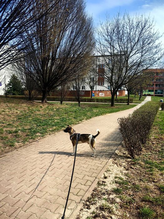 oddam psa, piesek szuka domu PILNIE