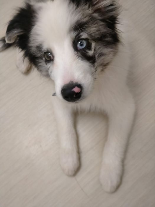 Border collie piesek gotowy do odbioru