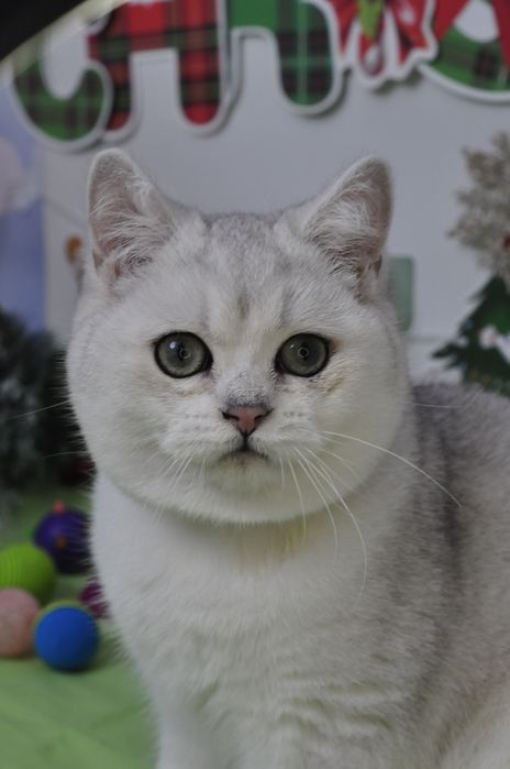Британські кошенята срібна шиншила