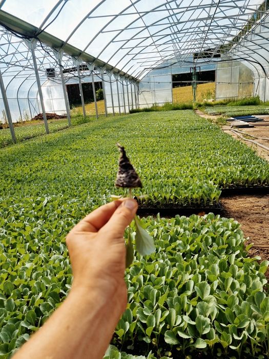 Rozsada Kapusta Ambrosia f1