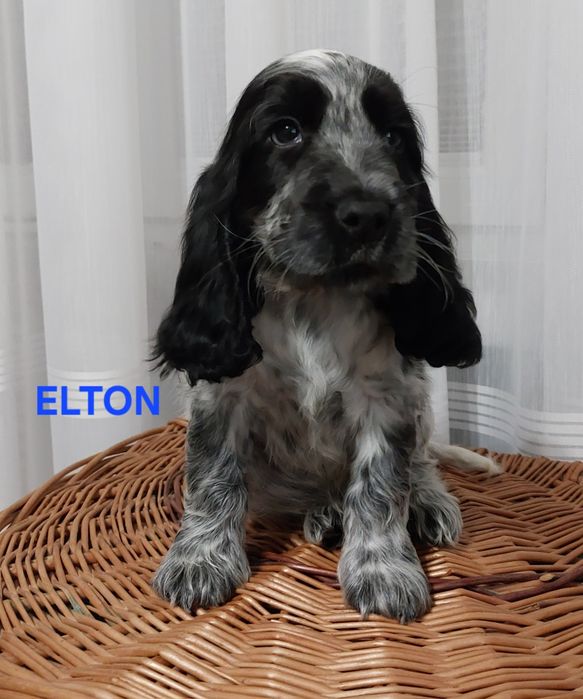 Cocker Spaniel Angielski  piesek
