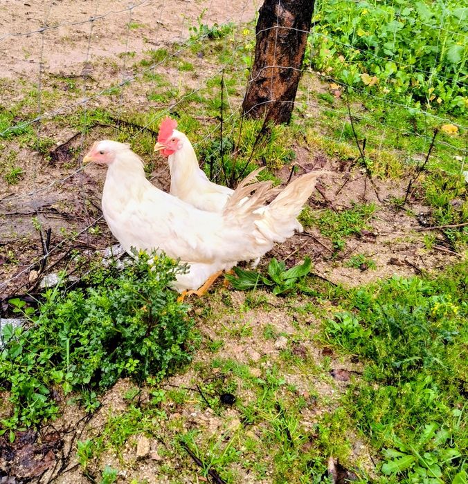 Casal Leghorn Branco