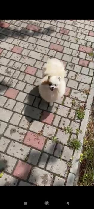 Померанский шпиц девочка