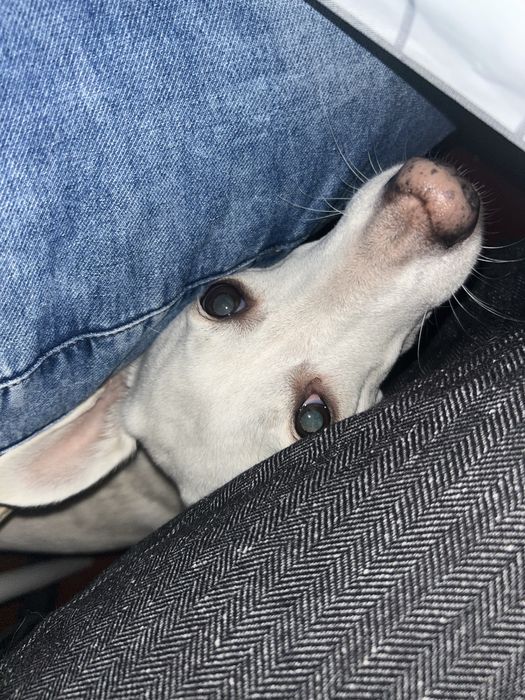 Собачка на перетримку тимчасово