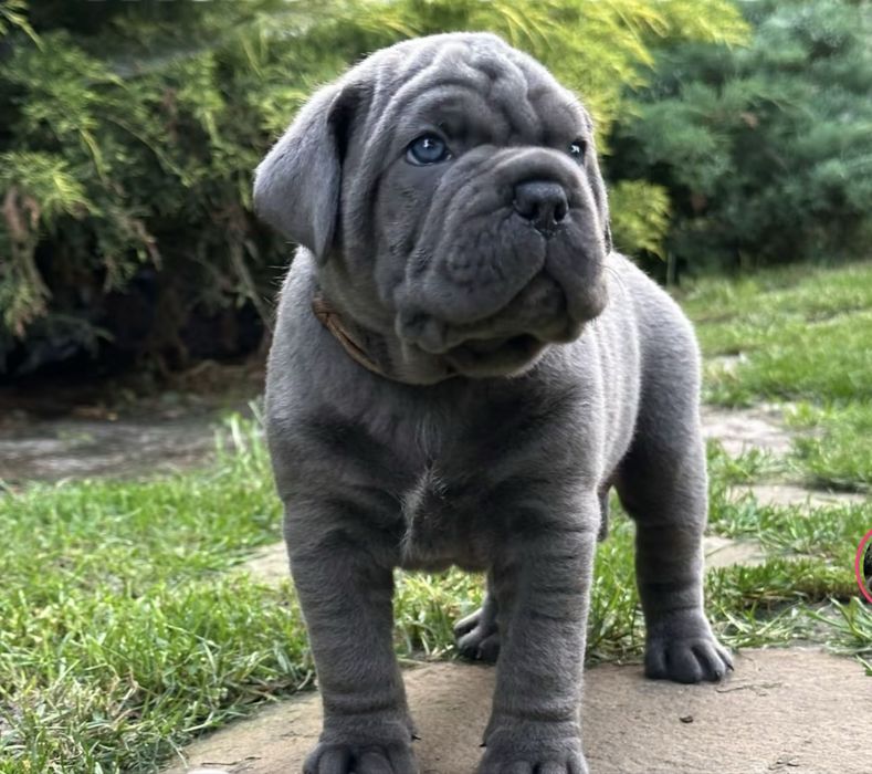 Не впусти свій шанс-придбати одного знайкращих щенят