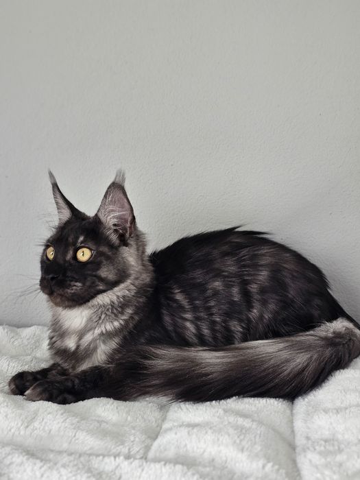 Rezerwacja Kotka rasy Maine Coon FPL