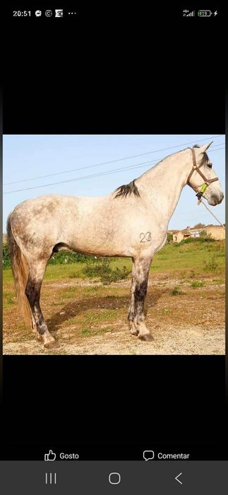 Cavalo puro lusitano