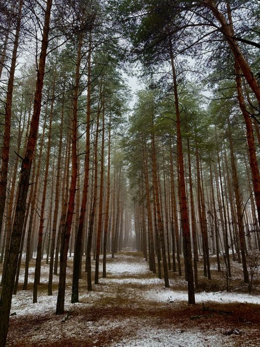 Аренда дом в лесу баня чан