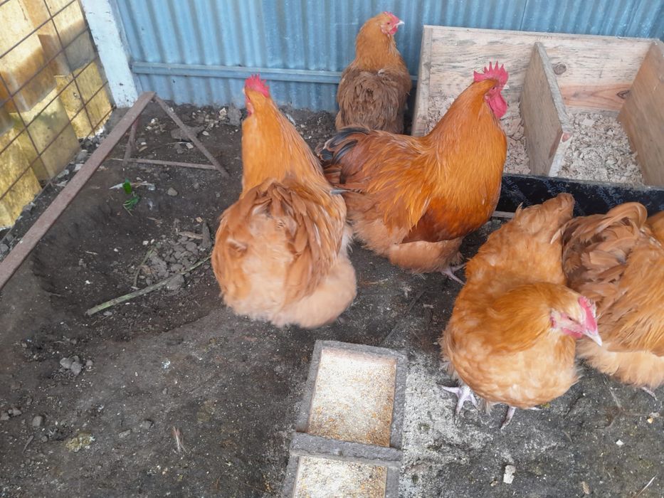 Galo orpington apenas 1