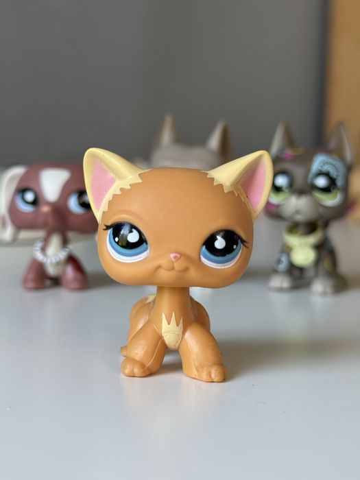 Lps shorthair puzzle