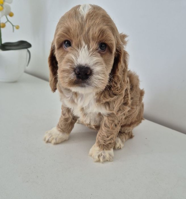 Suczka Cockapoo f1 Cocker spaniel- Pudel