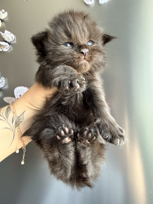 Хлопчик Велетень бронювання 2 тижні