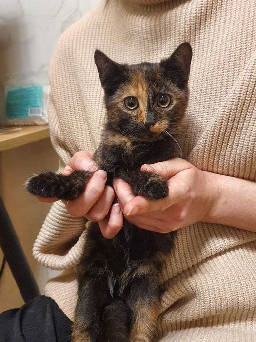 Котенок девочка спасёнышь