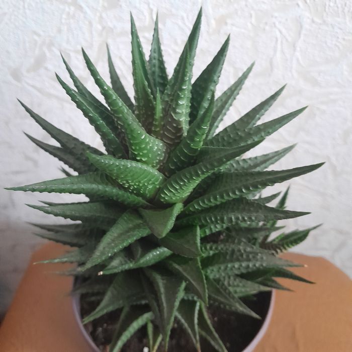 Продам квіти для душі