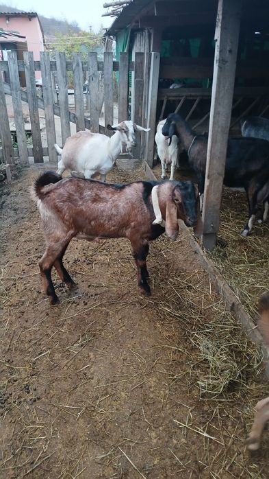 Продам козлика,козлику год.