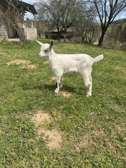 Продам малу козу і козлика
