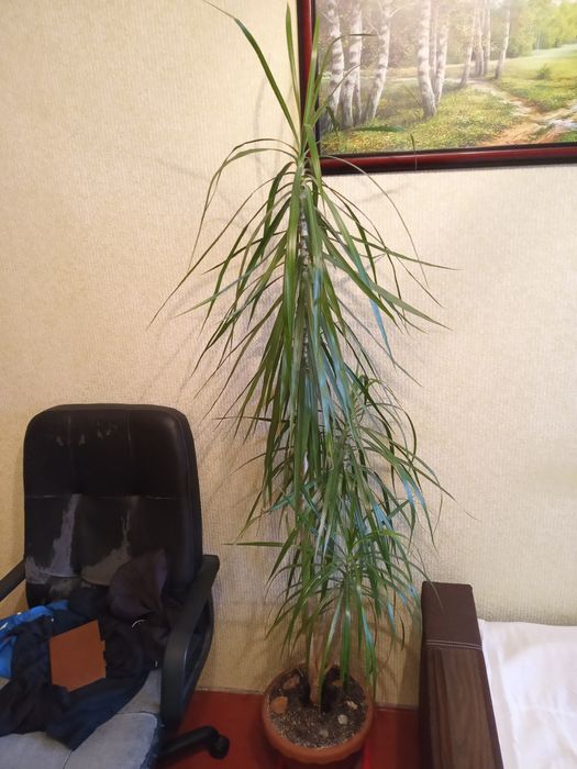 Продам вазон драцена маргината