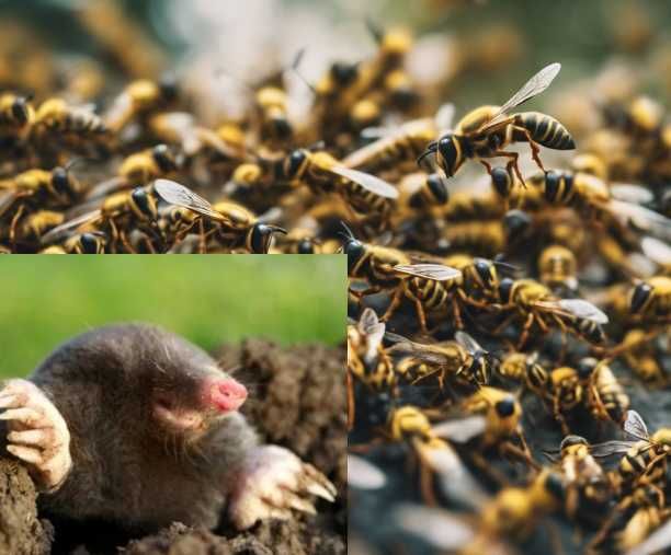 Zwalczanie Pluskiew, Karaluchów, Kretów, Odgrzybianie, Ozonowanie
