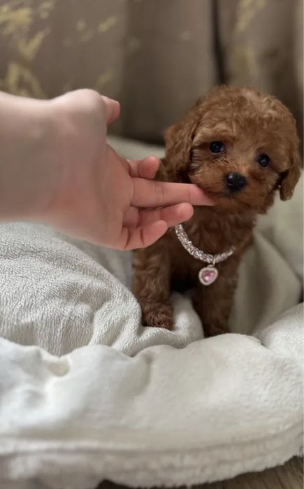 Є паспорт!Міні мальтипу Маленький мальтипу Маль типу Мальтипу 2 месяца