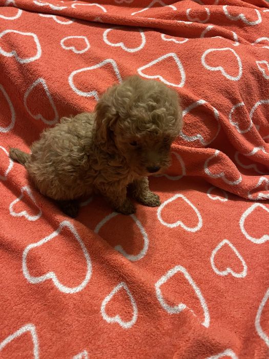 Pudel toy- cudny piesek