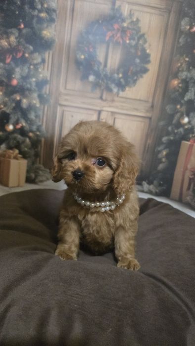 Cavapoo cudowny piesek f1