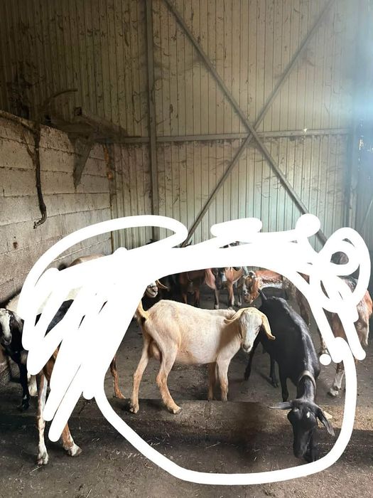 Cabras cruzadas boas