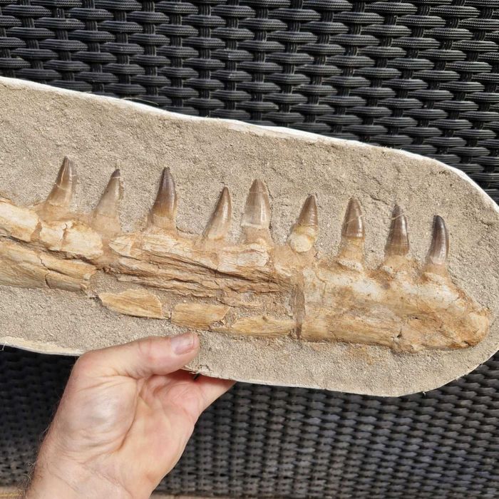 Fossil Maxilar inferior de Mossassauro