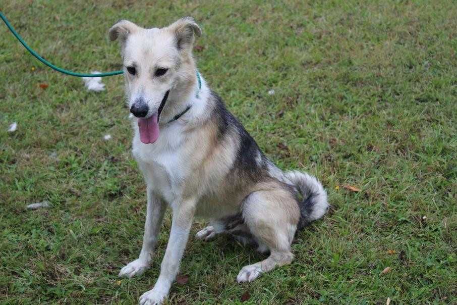 097085 Wigor do adopcji