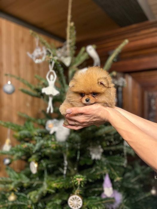 Померанський шпіц дівчинка супер міні ксу