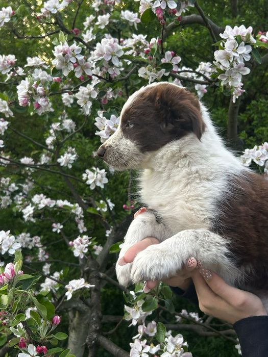 BORDER collie, border, border hill, Ramos, Brązowo biały, pies