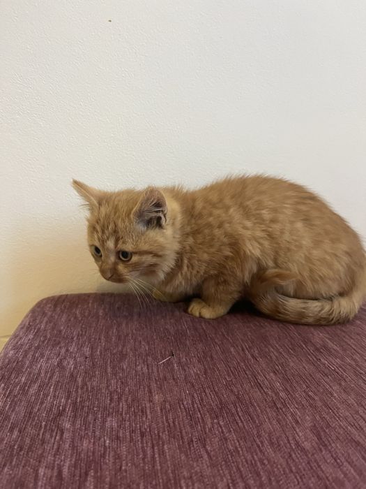 Віддам котиків у добрі руки