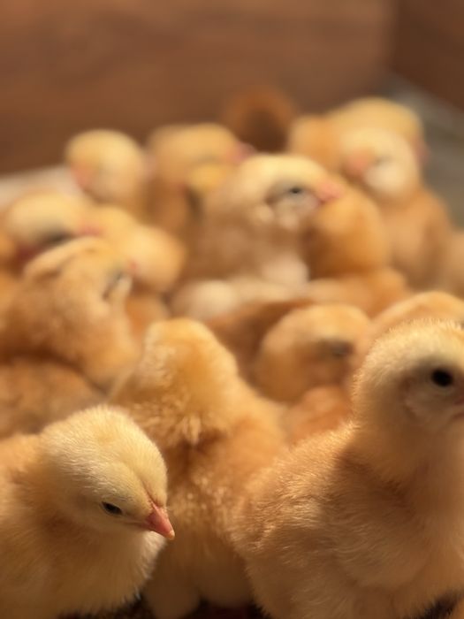 Курчата Фоксі чік