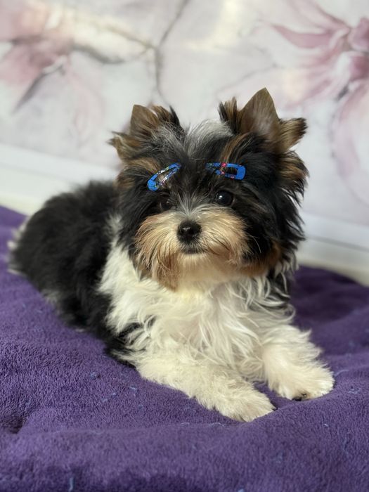 Бівер йорк хлопчик КСУ